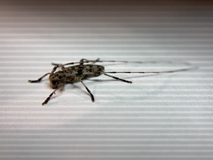 Acanthocinus obsoletus