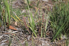 Lomandra multiflora multiflora