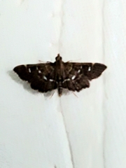 Diathrausta