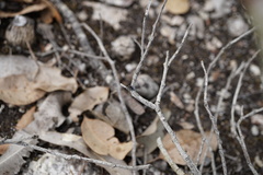 Maratus karrie