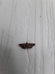 Diathrausta