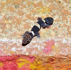 Cyrtodactylus rishivalleyensis