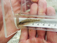 Percopsis omiscomaycus