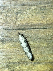 Dichomeris inversella