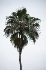 Sabal mauritiiformis