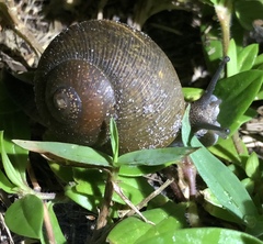 Zachrysia provisoria