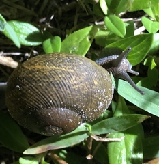 Zachrysia provisoria