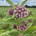Common Milkweed - Photo (c) csozanne, some rights reserved (CC BY-NC)