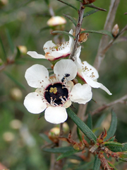Leptospermum repo