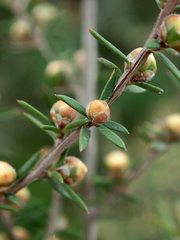 Leptospermum repo