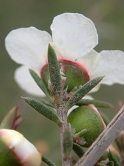 Leptospermum repo
