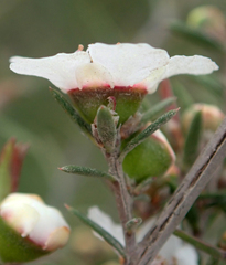 Leptospermum repo