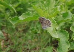Hemiargus hanno hanno