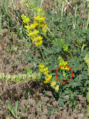 Neolasioptera lupini