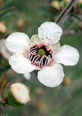 Leptospermum repo