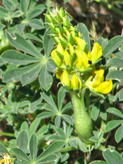 Neolasioptera lupini