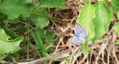 Hemiargus hanno hanno