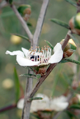 Leptospermum repo