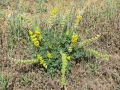 Neolasioptera lupini