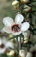 Leptospermum repo