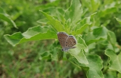Hemiargus hanno hanno