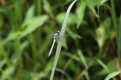 Orthetrum luzonicum