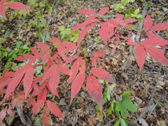 Acer mandshuricum