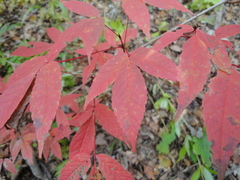 Acer mandshuricum