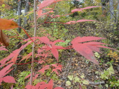 Acer mandshuricum