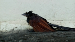 Centropus sinensis parroti