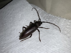 Enaphalodes hispicornis