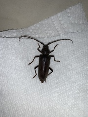 Enaphalodes hispicornis