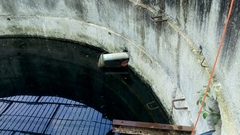 Centropus sinensis parroti