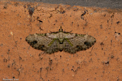 Chloroclystis sphragitis