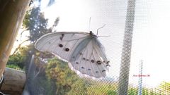 Morpho polyphemus polyphemus