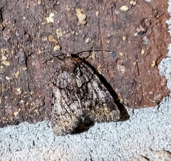 Chytonix sensilis