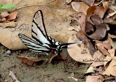Protographium epidaus tepicus
