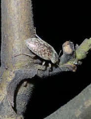 Epitragodes tomentosus