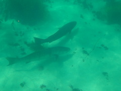 Atractoscion nobilis