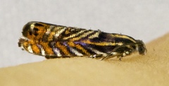 Thaumatographa jonesi