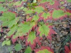 Acer pseudosieboldianum