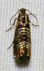 Thaumatographa jonesi