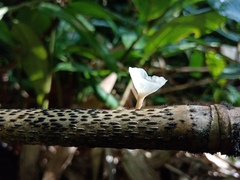 Podoscypha petalodes