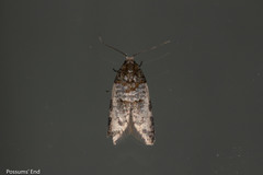 Prothelymna niphostrota