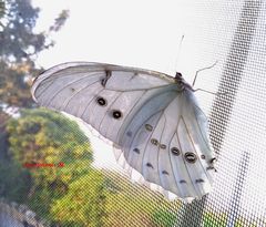 Morpho polyphemus polyphemus