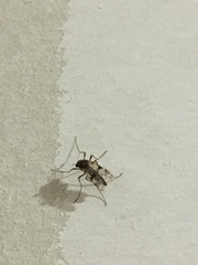 Alotanypus aris