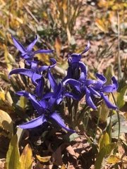 Gentianopsis barbellata