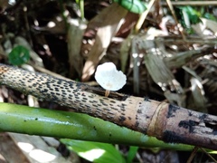 Podoscypha petalodes