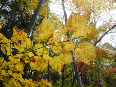 Acer tegmentosum