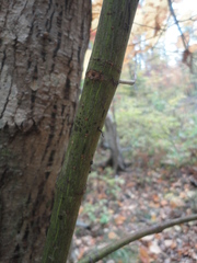 Acer tegmentosum